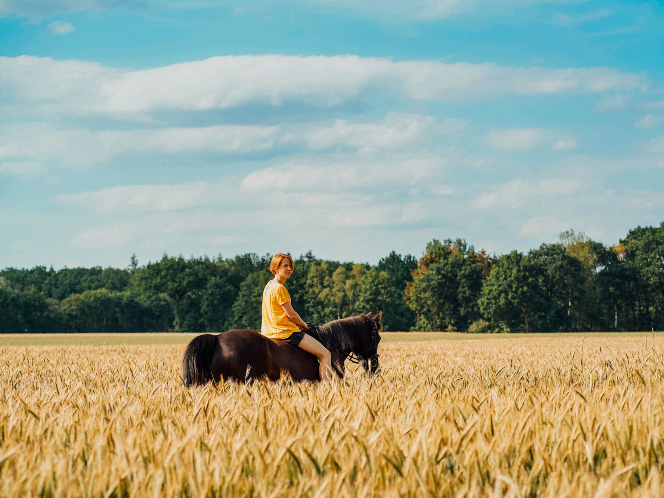Верховое поле. Лошадь в поле. Человек на лошади в поле. Лошадь в пшеничном поле. На коне в поле.